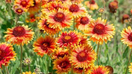 Winterharte Dauerblüher: 15 Stauden für langanhaltende Blüte Orange-rote Blüten der Korallenblume