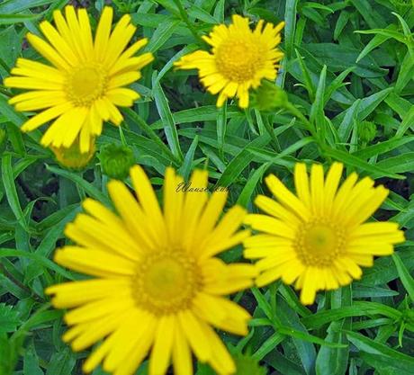 Winterharte Dauerblüher: 15 Stauden für langanhaltende Blüte Field Crops Wausch Kuhn Buph Thalmum salicifolium Alpine Gold Ox Eye Shrub in 9 cm Pot