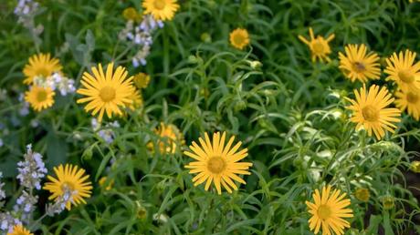 Winterharte Dauerblüher: 15 Stauden für langanhaltende Blüte Ochsenauge im Garten als winterharte Staude