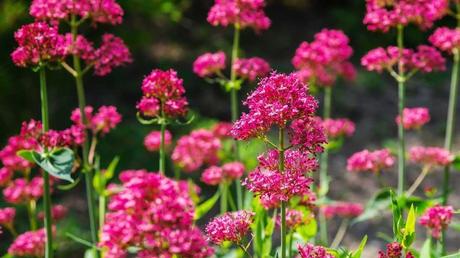 Winterharte Dauerblüher: 15 Stauden für langanhaltende Blüte Rosefarbene Blüten der Spornblume