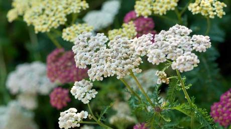 Winterharte Dauerblüher: 15 Stauden für langanhaltende Blüte Schafgarbe in weiß, gelb und lila