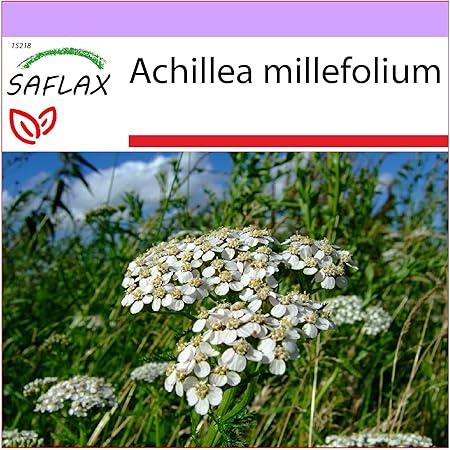 Winterharte Dauerblüher: 15 Stauden für langanhaltende Blüte SAFLAX Heilpflanzen Schafgarbe 200 Samen Achillea millefolium