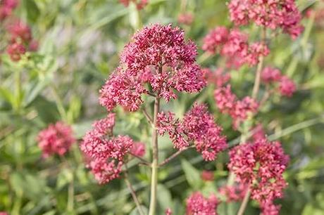 Winterharte Dauerblüher: 15 Stauden für langanhaltende Blüte Centranthus ruber Coccineus ca. 9 9 cm Topf Rote Spornblume, leuchtend rote Blüten, Blütezeit Mai-September, ideal für Rabatten, trockenheitsresistent, pflegeleicht