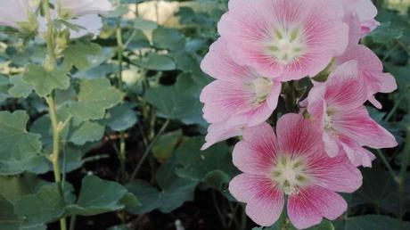 Winterharte Dauerblüher: 15 Stauden für langanhaltende Blüte Buschmalve in rosa-weiß