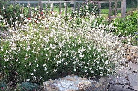 Winterharte Dauerblüher: 15 Stauden für langanhaltende Blüte 3 x Gaura lindheimeri Whirling Butterflies (Stauden/Staude/Winterhart/Mehrjährig) Prachtkerze weiß Dauerblüher Schwebende Blüten, die wie Schmetterlinge wirken von S...