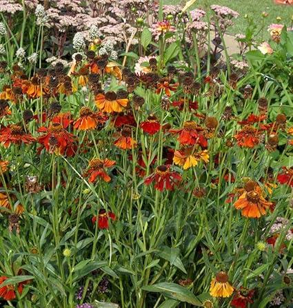 Winterharte Dauerblüher: 15 Stauden für langanhaltende Blüte Sonnenbraut Mardi Gras Helenium cultorum