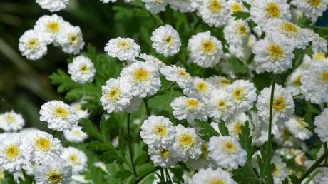 Winterharte Dauerblüher: 15 Stauden für langanhaltende Blüte Weiß blühende Bertramsgrabe