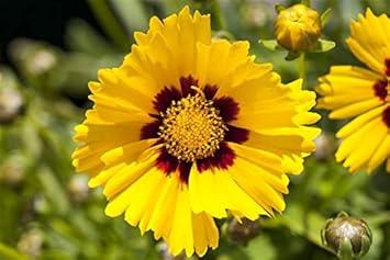 Winterharte Dauerblüher: 15 Stauden für langanhaltende Blüte Großblumiges Garten-Mädchenauge Coreopsis grandiflora Sonnenkind Staude im Topf gewachsen