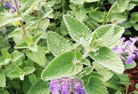 Winterharte Dauerblüher: 15 Stauden für langanhaltende Blüte Katzenminze Nepeta 3er Paket fertig gewachsen