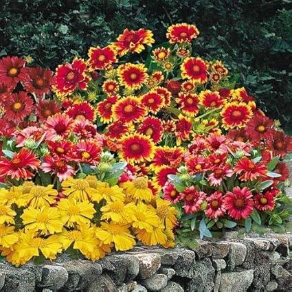 Winterharte Dauerblüher: 15 Stauden für langanhaltende Blüte Kokardenblume Monarch Mix 30 Samen, Gaillardia Großblumige Mischung Blumen für 4 Monate