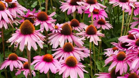 Winterharte Dauerblüher: 15 Stauden für langanhaltende Blüte Roter Sonnenhut mit rosafarbenen Blüten