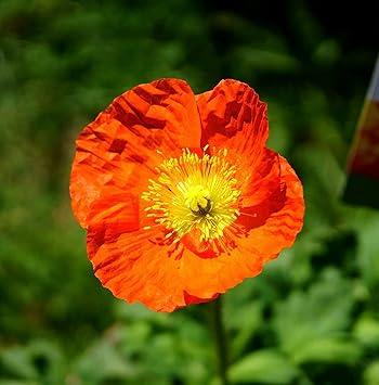 Winterharte Dauerblüher: 15 Stauden für langanhaltende Blüte Iceland Poppy Mix Papaver nudicaule Winter-hardy, Perennial 1000 Seeds