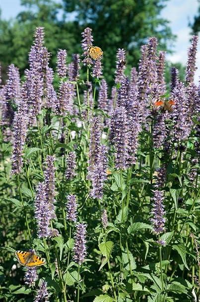 Winterharte Dauerblüher: 15 Stauden für langanhaltende Blüte Agastache rugosa Black Adder ca. 11 11 cm Topf Duftnessel, violette Blüten, Blütezeit Juli-Oktober, bienenfreundlich, ideal für Rabatten, pflegeleicht
