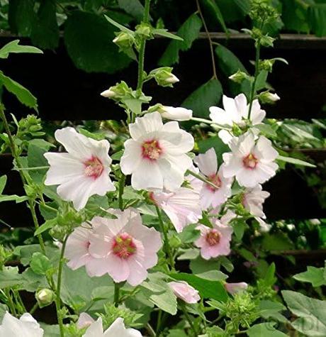 Winterharte Dauerblüher: 15 Stauden für langanhaltende Blüte Buschmalve Barnsley Lavatera Olbia