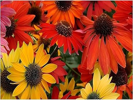 Winterharte Dauerblüher: 15 Stauden für langanhaltende Blüte 3 x Echinacea purpurea Cheyenne Spirit (Stauden/Staude/Mehrjährig/Winterhart) Bunter Purpursonnenhut Scheinsonnenhut sehr Insekten- und Bienenfreundlich Tolles Farbenspiel R...