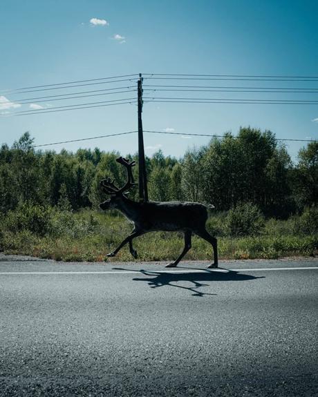Im Bann des Mitternachtslichts: Ein Abenteuer in Finnisch-Lappland Ein Rentier, das an einem sonnigen Tag eine Straße mit Bäumen und Stromleitungen im Hintergrund überquert.
