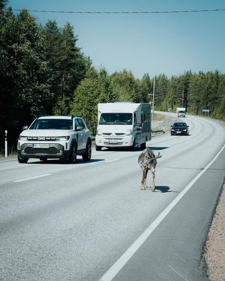 Im Bann des Mitternachtslichts: Ein Abenteuer in Finnisch-Lappland Ein Elch läuft auf einer Straße, während sich Autos und ein Wohnmobil an einem sonnigen Tag in einem Waldgebiet nähern.