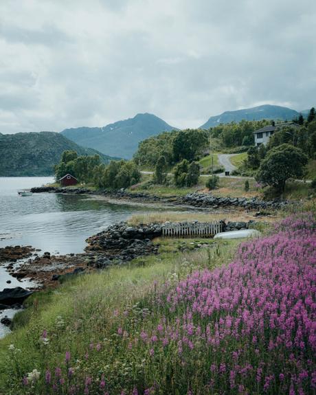 Svolvær und die Teufelspforte Lila Wildblumen an einem felsigen Ufer, mit einer roten Hütte, Bäumen und Bergen unter bewölktem Himmel.