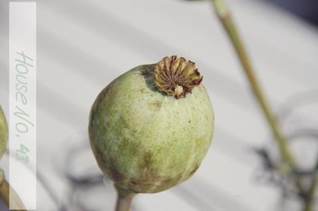 poppy seed capsule / Mohnkapseln