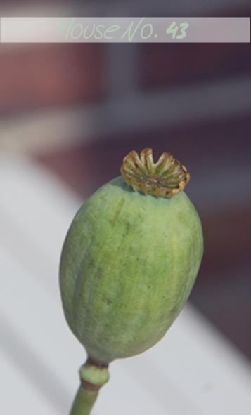 poppy seed capsule / Mohnkapseln