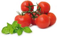 tomate_basilikum