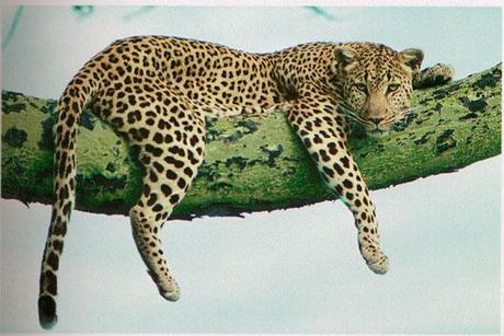 Nageldesign: Der bunte Leopard