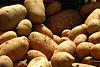 Was jeder über die Kartoffel wissen sollte