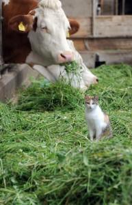 Nach der Weide werden die Kühe noch mit frischem Gras verwöhnt (Aufnahme Frau Gindl APA)