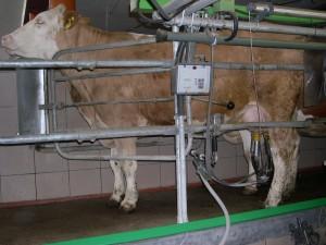 Kühe beim melken der Bio Heumilch