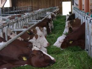 Kühe fressen am Futterband Tag und Nacht