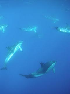 travel-to-nature unterstützt die Gesellschaft zur Rettung der Delfine