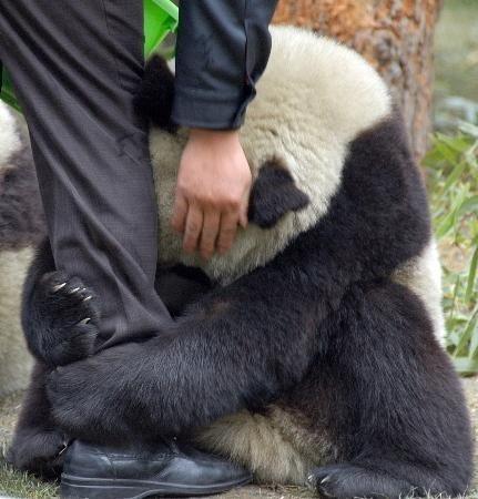 A scared panda clings to a police officer’s leg after an...