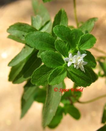 Stevia (Stevia rebaudiana)