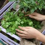 orto-errante-garden-hands-planting-parsley