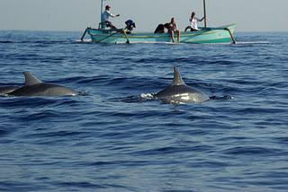 Swimming with Dolphins at Lovina