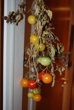 Gartentipp #1: Tomaten/Paradeiser nachreifen lassen