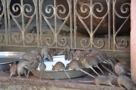 3 Wochen Indien: Heilige Ratten, heiliges Pushkar