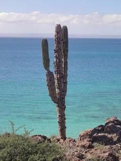 Mazatlan - Santa Rosalía: Kakteen und Wind auf der Baja California