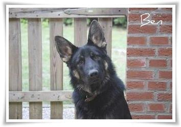 NOTFALL: Schäferhund Ben (14 Monate) soll eingeschläfert werden!