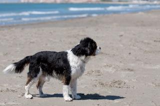 Der Cavalier-King-Charles-Spaniel - Traumhund und Sorgenkind zugleich