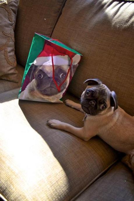 ilovepugs:

haha i bought one of these bags too! from walgreens...