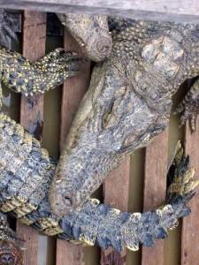 Krokodile 225x300 Kambodschas Tierwelt   Die Krokodile in der Schule
