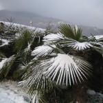 schneebedeckte Palmen am Lago Maggiore