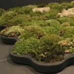 design-inspired-by-nature-carpet-2