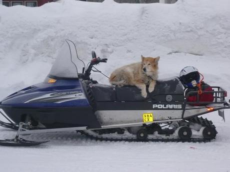 Husky-Safari in Finnland: Es geht lo-o-s!