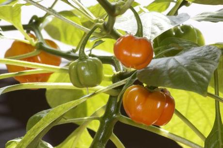 Orange Chilischoten Neues von der Chili-Front V – Farbumschwung