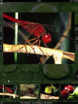 Insectarium HD – lernen Sie die faszinierende Welt der Kerbtiere in Großaufnahmen auf dem iPad kennen