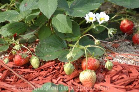 Holunder Teil 4 – Erdbeeren und Holunderblüten-Gelee
