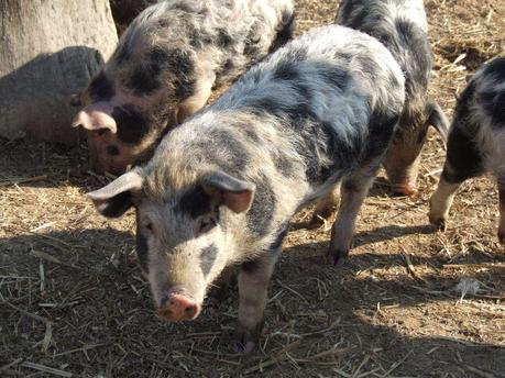 Bio-Trend Schweineleasing: Erst streicheln, dann schlachten
