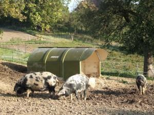 Bio-Trend Schweineleasing: Erst streicheln, dann schlachten